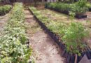 Plantas en el vivero nacional del INAFOR en Managua