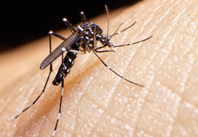 Mosquito transmisor del dengue