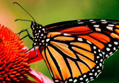 mariposa monarca, extinción, méxico, estados unidos