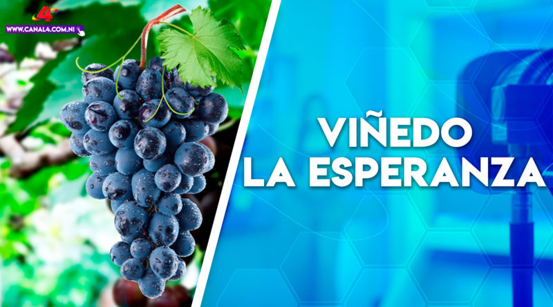 emprendimientos, vino, nicaragua