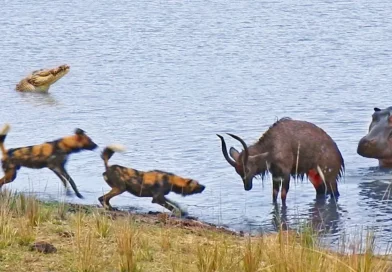 viral, animales, internacionales, perro, hipopotamo