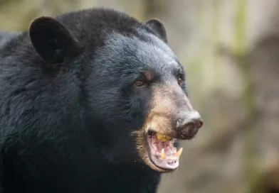 oso, ataque, perro, estados unidos,