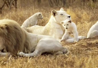 león, virales, internacionales, animales, ghana