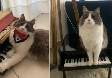 gato, felino, TikTok, pianista, toca, interpreta, piano, Argentina, Limón, Rocío,