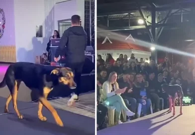 perro, canino, roba, desfile, pasarela, público, aplausos, perrito, callejero,