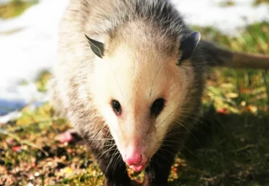 zorro cola pelada, comadreja, sarihuella, fauna, miedo, historia