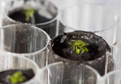 luna, cultivos, plantas, nasa