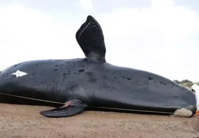 ballena, muertas, marea, roja, sospechosa, Argentina, muerte, intoxicación, provocado, causa,