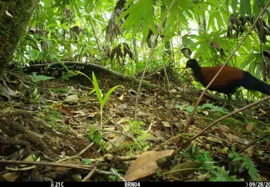 encuentran, ave, paloma, especie, peligro, extinción, investigadores, científicos, veía, vista,