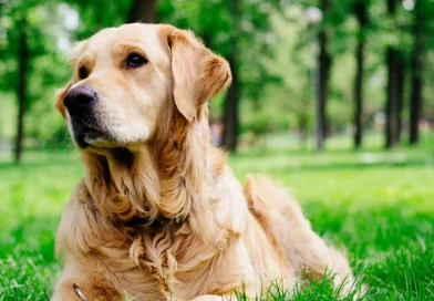 perro, dueño, refugio, animales, viral