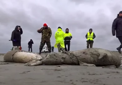 focas, muertas, cadáveres, investigan, Rusia, costa, caspio, especie, peligro, extinción,