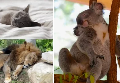 animales, planeta, especie, dormilones, descansar, gatos, animal, dormir, koala, león,