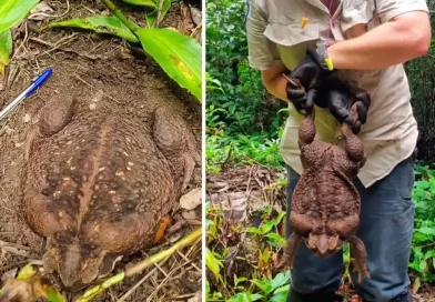 sapo, gigantem descubren Australia, caña, especie, peso, 6, libras, gran, tamaño, monstruoso,