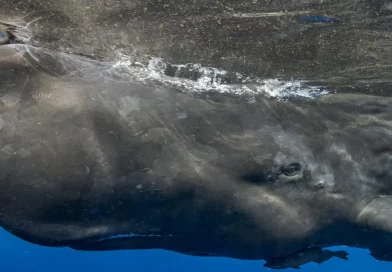 peru, oceano, cachalote, ballena, fosil