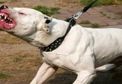 perro pitbull, agresivos, mascotas agresivas,