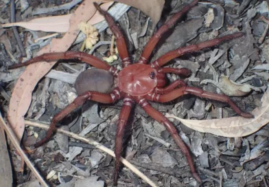 descubren, nueva especie, rara, araña, gigante, Australia, científicos, protección, descubrieron, Queensland,