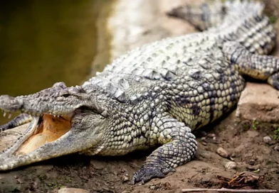 cocodrilo, hace, viral, video, pasar, atravesar, doblar, barra, metal, metálica, Florida, cruzar, valla, animal, reptil,