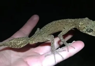 descubren, científico, Australia, nueva, especie, reptil, lagartija, pequeño, dragón, parecía, isla, parecido, Hoskin, Scawfell, lagarto,