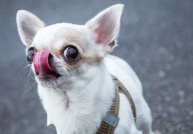 chihuahua, guinness, record, perro mas pequeño, viral