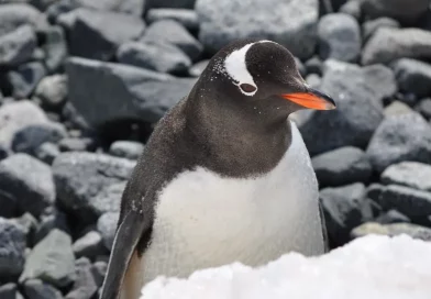 dia, mundial, pinguino, celebracion, peligro, extincion