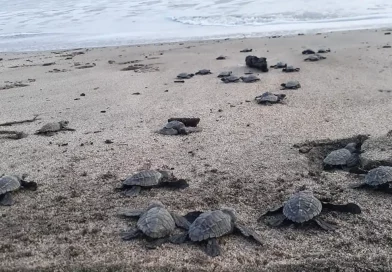 liberación, especie, tortugas, marinas, tortuguillos, emosionante, refugio, vida, silvestre, Carazo, Nicaragua, playa, conservación, iniciativa, sobrevivencia, asegurar,