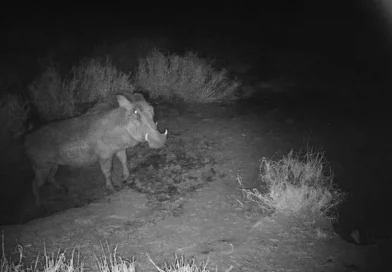 virales, canada, animales comparten madriguera,