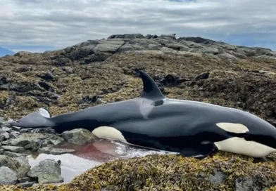 orca, rescatan, lloraba, desesperadamente, salvan, pedía, ayuda, llanto, desesperado, Alaska,