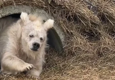 oso, saliendo, cueva, capturan, tras hibernar, despertar, tierno, atención, usuario, redes, sociales, corazones, identifican, hibernación, adorable, video, conquista,