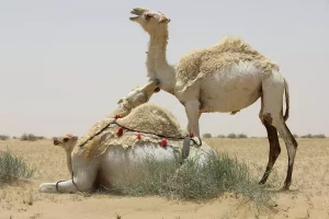 pelea, camellos, irak, nasiriya, animales