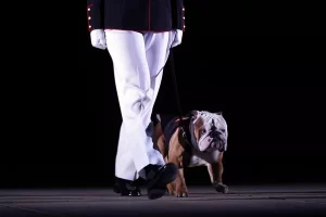 bulldog fránces, canino, animal, perro, desfile, estados unidos 