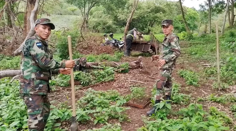 ejército de nicaragua, juigalpa, chontales, reforestación, jornada de reforestación,