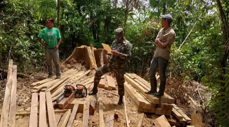 ejercito de nicaragua, madera ilegal, nicaragua,