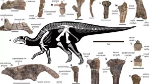 dinosaurio, viral, fósiles, animales, gonkokennanoi