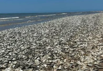 peces, playa, muertos, Texas, golfo, miles, aparición, afectada, costas, causa, fenómeno,