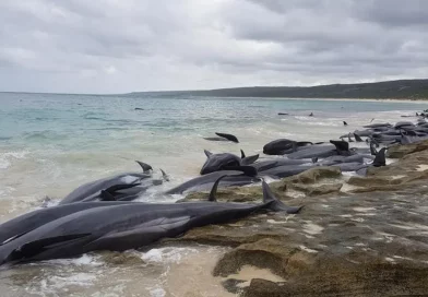 ballenas, pilotos, australia, baradas, muertas, cambio climatico