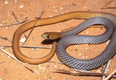 nueva, especie, serpiente, látigo, desierto, venenosa, Australia, investigadores, descubren, reptil, animal, descubrimiento,