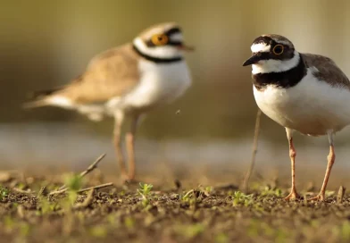 aves, china, Alemania, infieles, promiscuidad, descubrimiento, aves