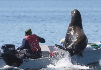 lobo marino, turistas, mar, video, internacional