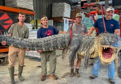 caimán, reptil, cazadores, Misisipi, captura, récord, cómo de película, ciencia ficción, gigantesco, impresionante, viral, 362 kilos,