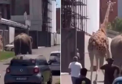 elefante, jirafa, video, animales, roma, italia