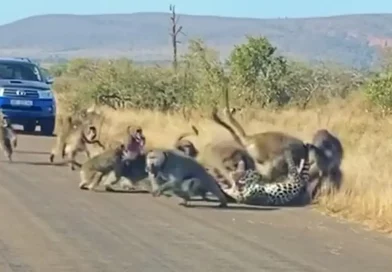 leopardo, intenta, cazar, termina, atacado, ferozmente, manada de babuinos, babuino, Sudáfrica, parque nacional Kruger, video, captura, intensa, lucha, especies, diferentes,