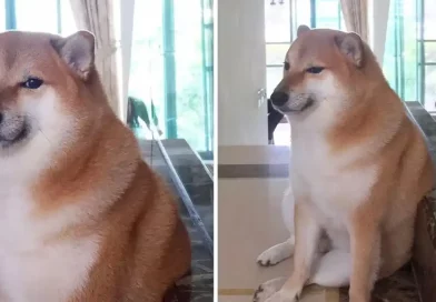 perro, perrito, cheems, muere, fallece, icónico, memes, redes, viral, shiba inu, tras luchar, cáncer,