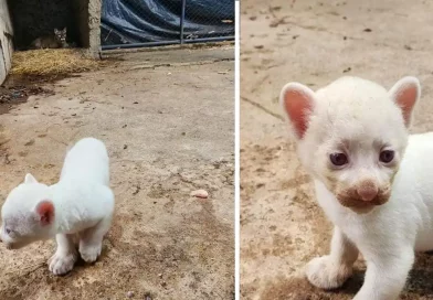 puma albino, puma blanco, nacido, zoológico, Juigalpa, Nicaragua, Chontales, Thomas Belt, rara especie, felino, variante, ejemplar, vida silvestre,