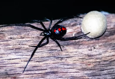 niño, picado, picadura, araña, viuda negra, bolivia, hombre araña