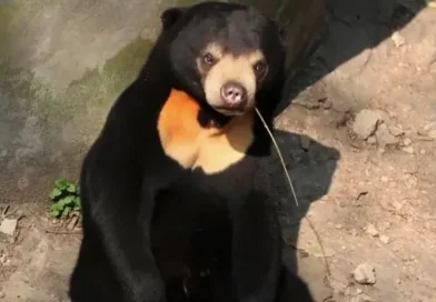 oso, zoologico, china, video, aspecto, humano, viral