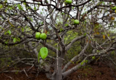 turistas, colombia, fruto del arbol, cartagena, arbol de la muerte