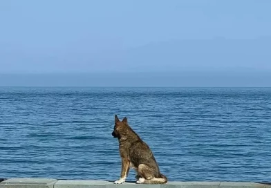 crimea, mar negro, amo, perro