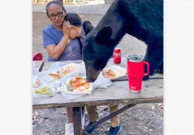 video, mexico, nuevo leon, oso, familia, parque