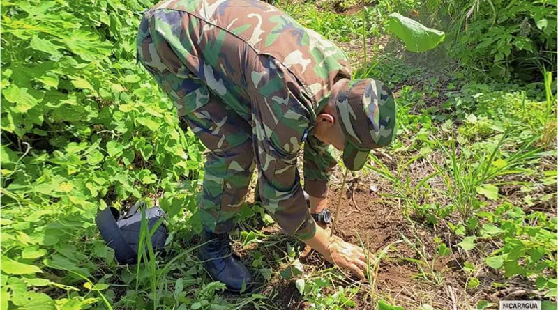 nicaragua, ejercito, jornada, reforestacion, ambiental