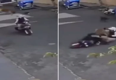 viral, video, perro volador, motociclista